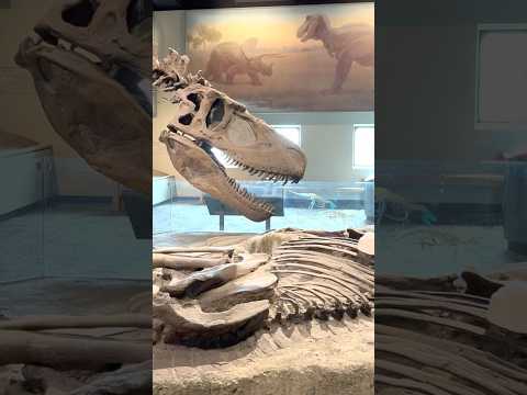 Dinosaur ASMR