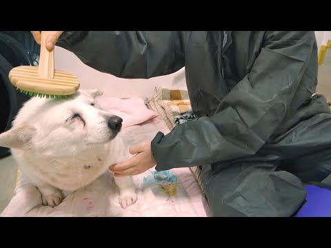 🐶 나른한 유기견 보호소 ASMR｜시청만해도 기부가 되는 영상