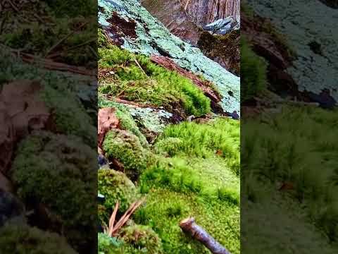 Moss....but ASMR #asmrnaturesounds