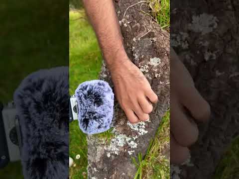 40 secondes d’ASMR en forêt 🌳