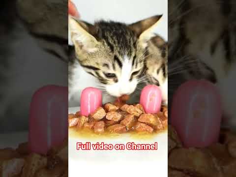 kittens ASMR 🌭 #shorts