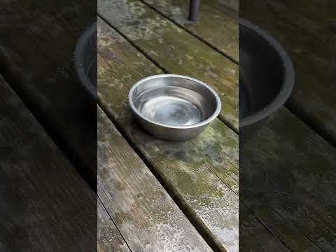 Rain ASMR #asmr