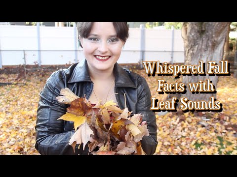 Whispered Fall Facts with Leaf Sounds [ASMR]