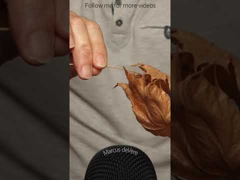 ASMR Stroking Leaves Together #short