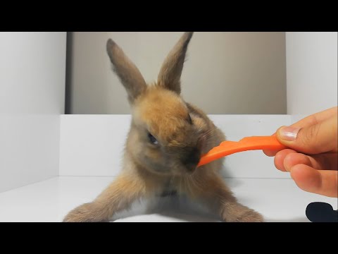 ASMR Rabbit Eating Carrot