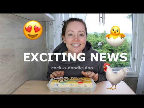 ASMR Whisper Exciting News 🥚 cock-a-doodle-doo! 🥚 Incubating Chicken Eggs 🥚 Chicken Series Part 1