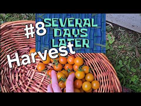 Garden 2026 Harvest (ASMR)