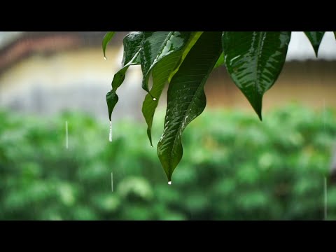 1 HOUR Intense rain sounds on leaves ~ Relaxing ~ For sleeping, studying, reading 😴🌧️