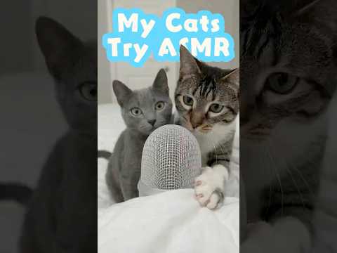 My Cats Try Fast and Agressive ASMR? 😺🎙️#asmr #catasmr #cat #relaxing #tingles #sleepasmr