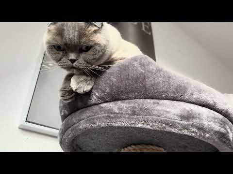Random tapping and scratching in my apartment 