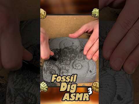 Relaxing Fossil Dig pt.3 | #asmr  #discovery