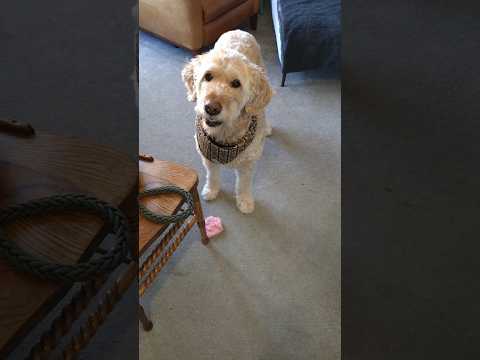 How To Activate The Dog #cute #dog