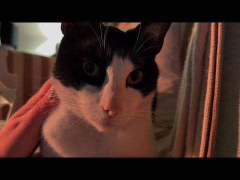 ASMR Psychologist explains how to change your attachment style… to Norman the cat