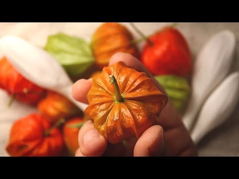 ASMR You Never Imagined 제목은 당신이 상상하지 못한 ASMR로 하겠습니다.. 근데 이제 K-팅글을 곁들인...
