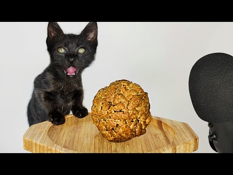 Kitten Eating Cat Food Ball ASMR Mukbang