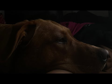 ASMR with my dog ⋆˚🐾˖°