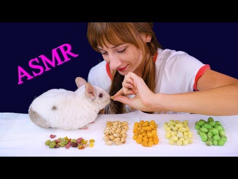 MOST POPULAR FOOD FOR ASMR VS CHINCHILLA MUKBANG ASMR