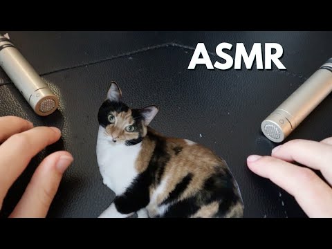 Rainy ASMR with Cat