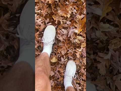 Leaf crunching #asmr #asmrsounds #asmrshorts #shorts #raeasmr #leafcrunching #relaxing #nature