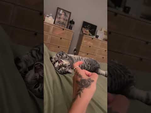 Air petting & scratching Jett 🥰🥰 #asmr #asmr