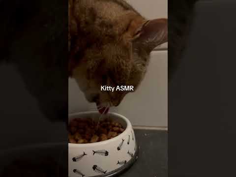 Kitty ASMR #asmr #lofiasmr