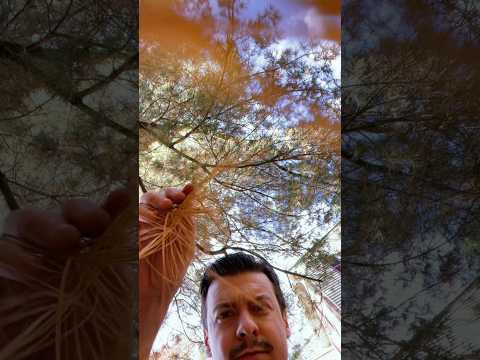 Covering your face in pine needles #asmr #asmrshorts #visualasmr #raeasmr #relaxing #shorts #visuals
