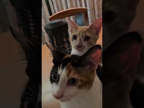 Jaydyn and Spooks