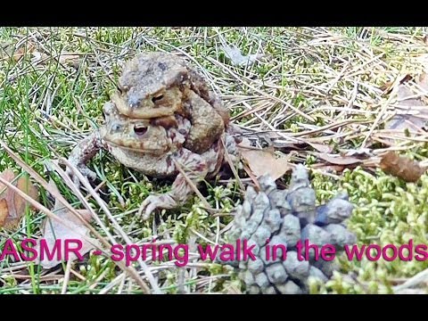 ASMR - spring in forest. Binaural ear to ear whispering PL. ASMR po polsku.Wiosenny spacer po lesie