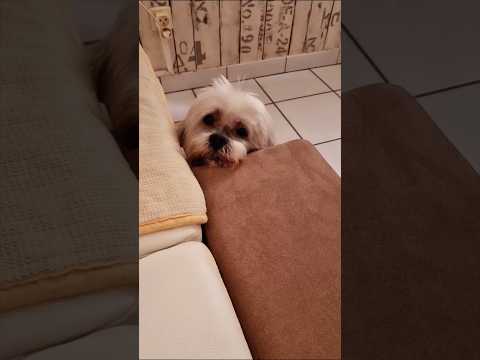 Lorsque l'ont prend une voix de "Gaga" pour s'adresser à nos amis à quatre pattes 😁😁😁🐕🐕