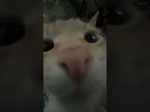 He gives me no peace