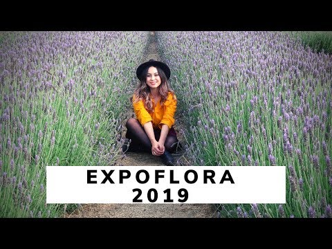 EXPORFLORA HOLAMBRA |  DICAS PARA IR | PREÇOS