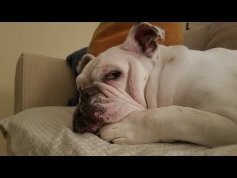 (Live) Fall Sleep to Just Penny Snoring... Thats It.
