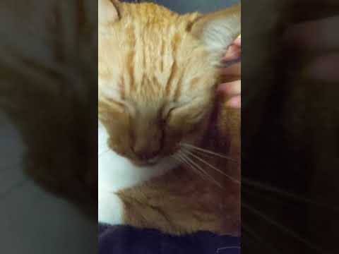 ASMR Petting My Cat #short