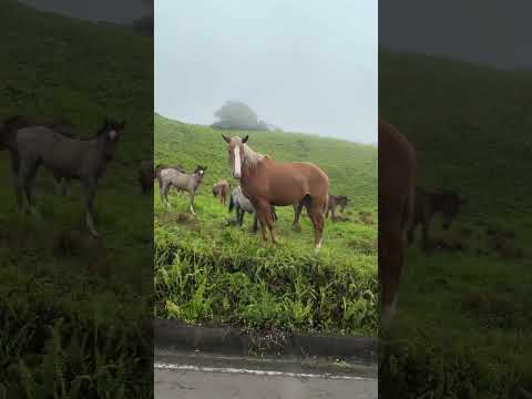 #galápagos #isabella #equador #галапагосы