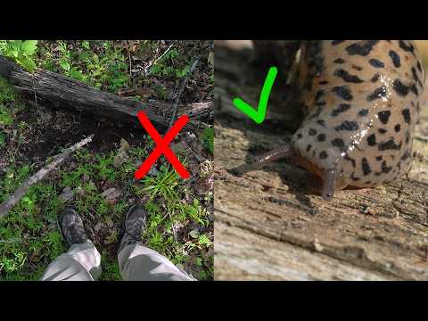 Searching for Wolf Spiders (but only finding a Jumping Spider and a Slug)