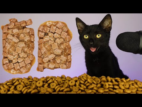 CAT EATING WET & DRY FOOD ASMR MUKBANG