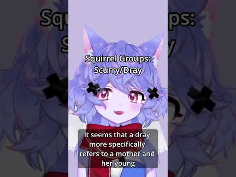 TIL Squirrel Group Words: Scurry of Squirrels, Dray of Squirrels