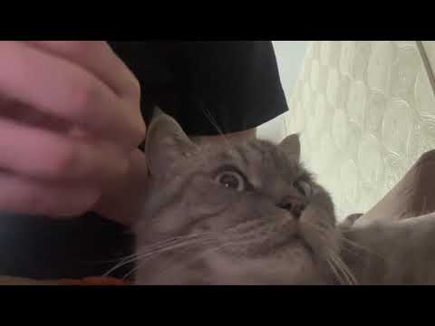 asmr для сна кисика🐈🐱💘 | триггеры для расслабления 🌅😌