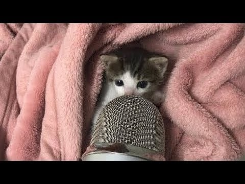 kitty make asmr for sleep