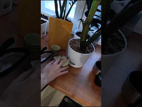 #asmr winter tea ceremony