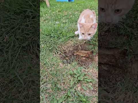 Jaydyn loves his backyard hole