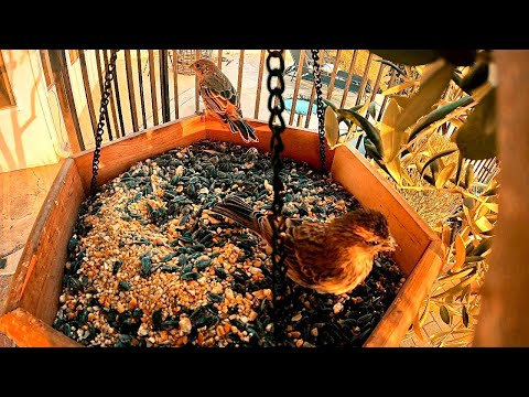 Peaceful Birdsong and Rainfall | Nature Sounds for Stress & Anxiety Relief
