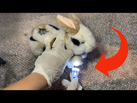 ASMR CONSULTA VETERINÁRIA 🐰 | Experiência Realística