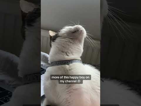 more taz purring linked below💓💤 #asmr #cat #purring #asmrcat #asmrsounds #shorts #catshorts #cute