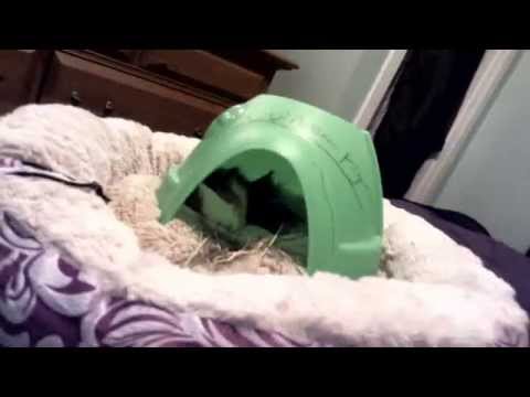 guinea pig sleeping in his guinea pig house he so cute!