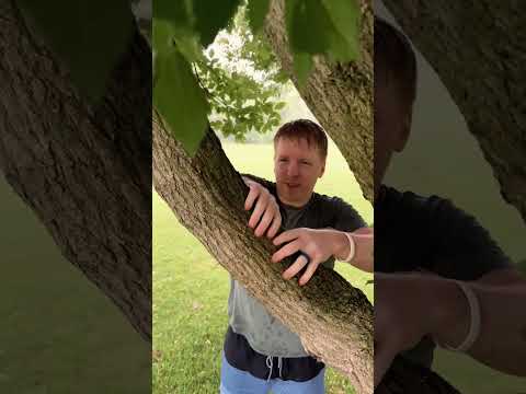 ASMR Tree Massage in the Rain #asmr