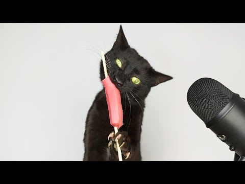 Cat eating Sausage ASMR