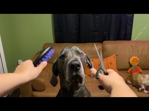 Giving my dog an ASMR haircut #shorts #asmrshorts