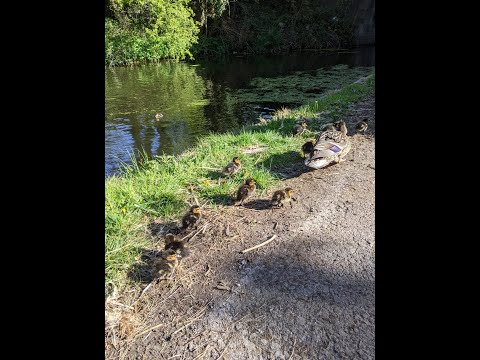 ASMR: Even More Ducklings! 🦆🐤🐤 #Shorts