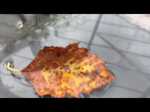 Fall asleep to the sound of rain - background ambience